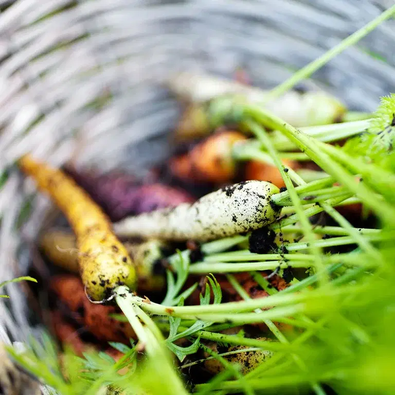 Vegetable growing – How to succeed