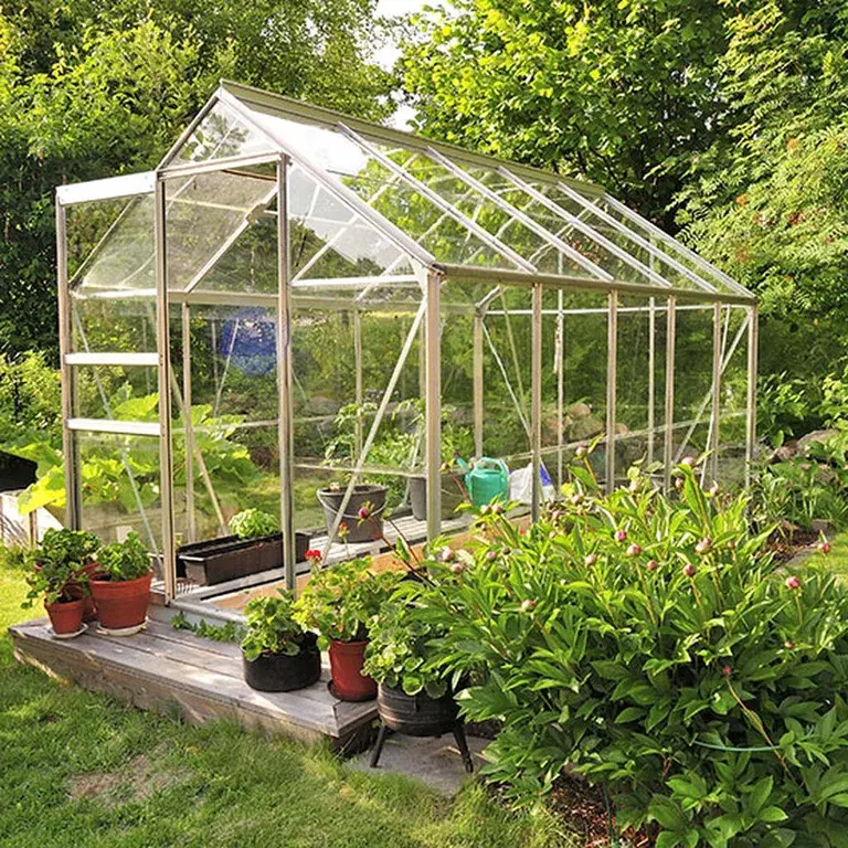 Greenhouse plants for beginners