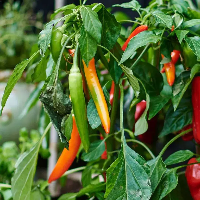 Chili - from strong to mild, which one will you cultivate?