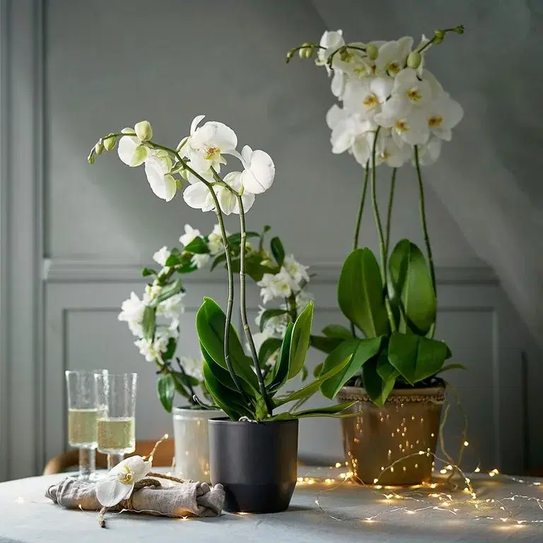 A luxurious orchid or fresh cut flowers for a New Year's party