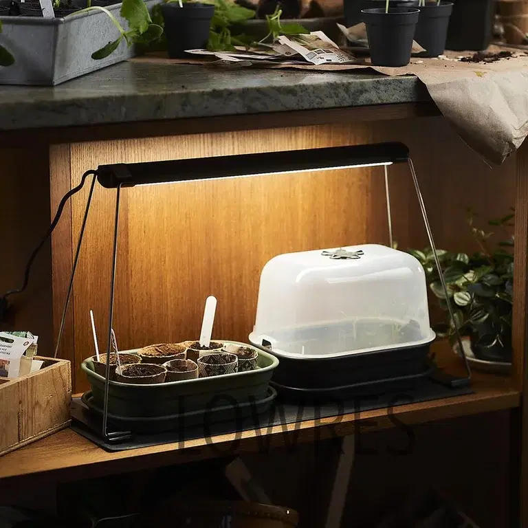 This is how you get difficult seeds to germinate.