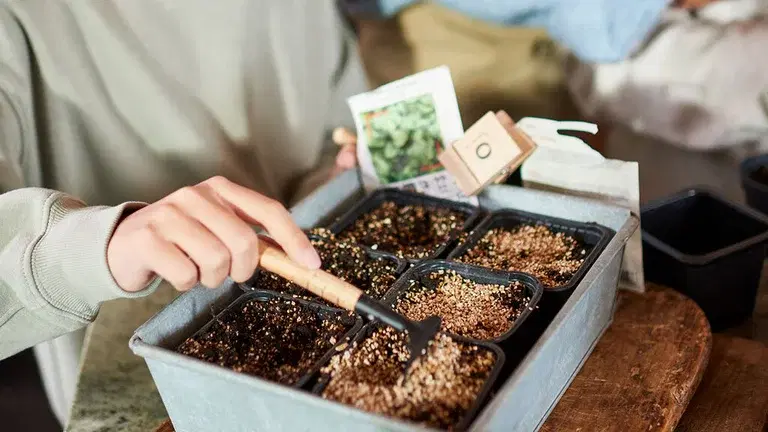 January - this is what you can sow and cultivate