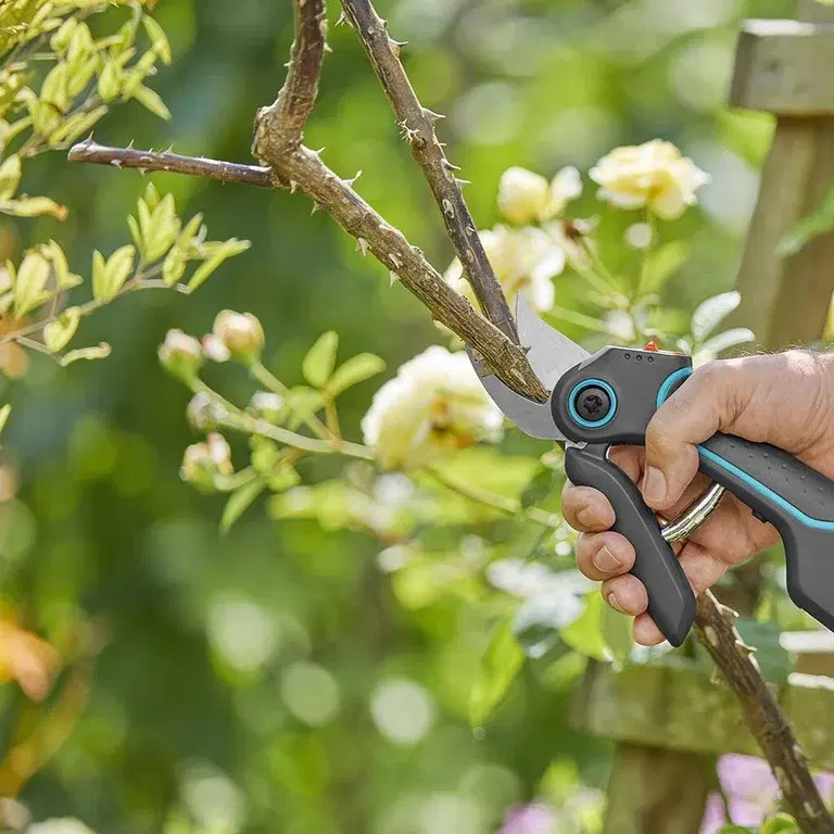 JAS - the best time for pruning