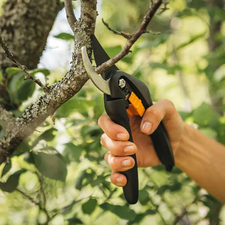 Pruning – how to succeed