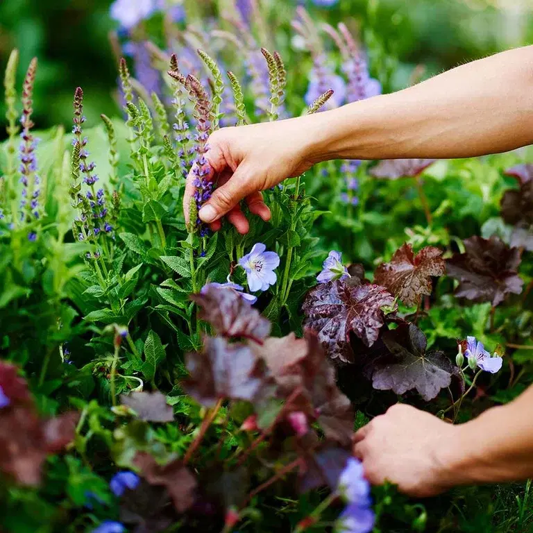 Perennials in beds and pots – planting and care