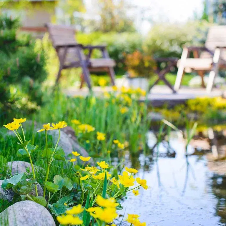 Aquatic plants and water in the garden