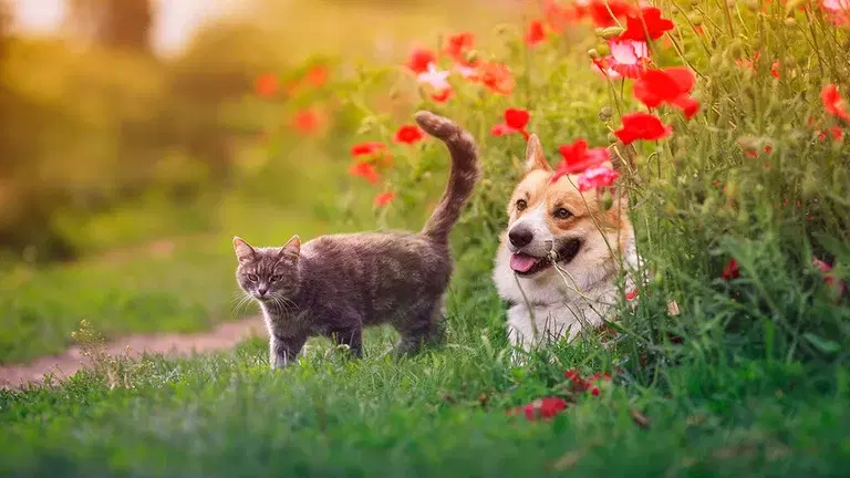 This is how you create a delightful garden for dogs and cats