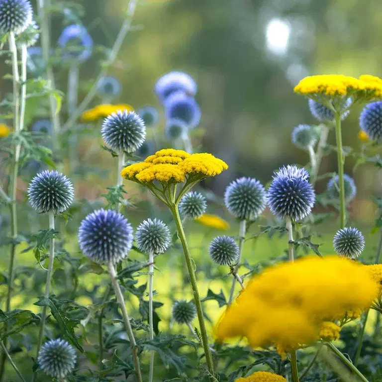 Outdoor plants that can tolerate drought