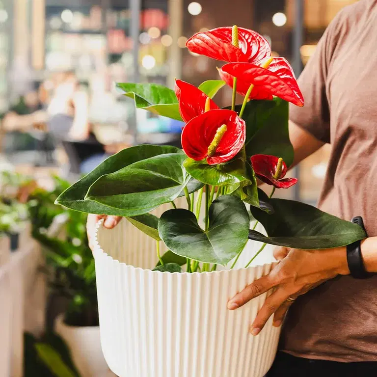 Decorate with blooming indoor plants