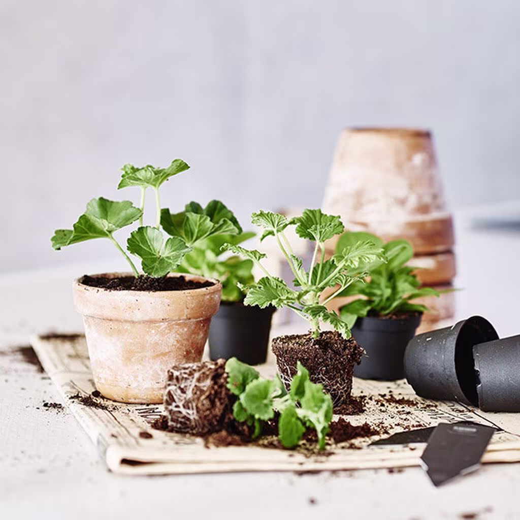 Take cuttings from indoor plants