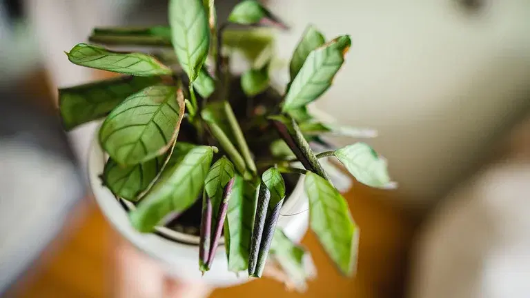 Pests on indoor plants - how to get rid of them
