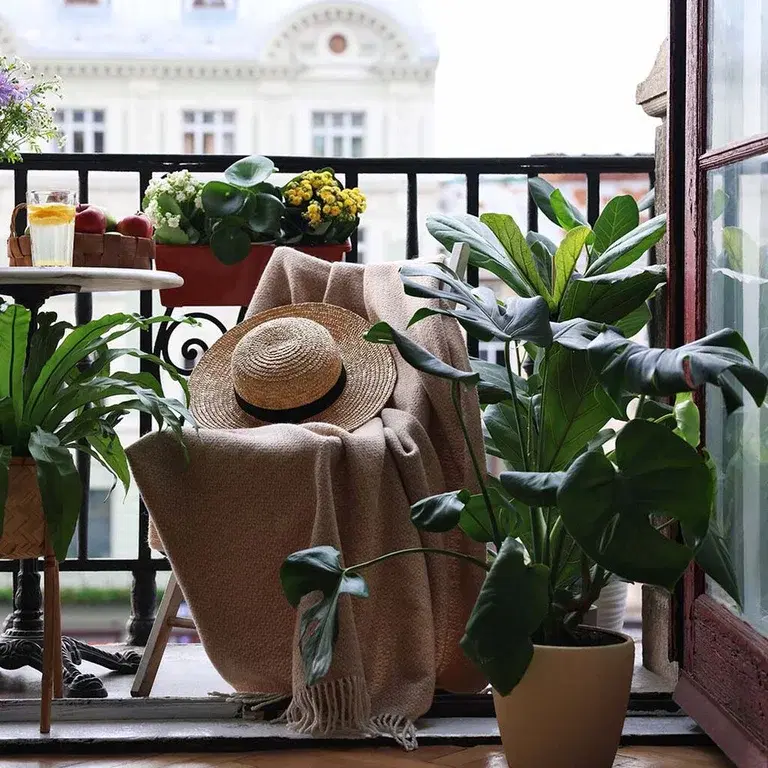 Indoor plants that can be moved outside in the summer