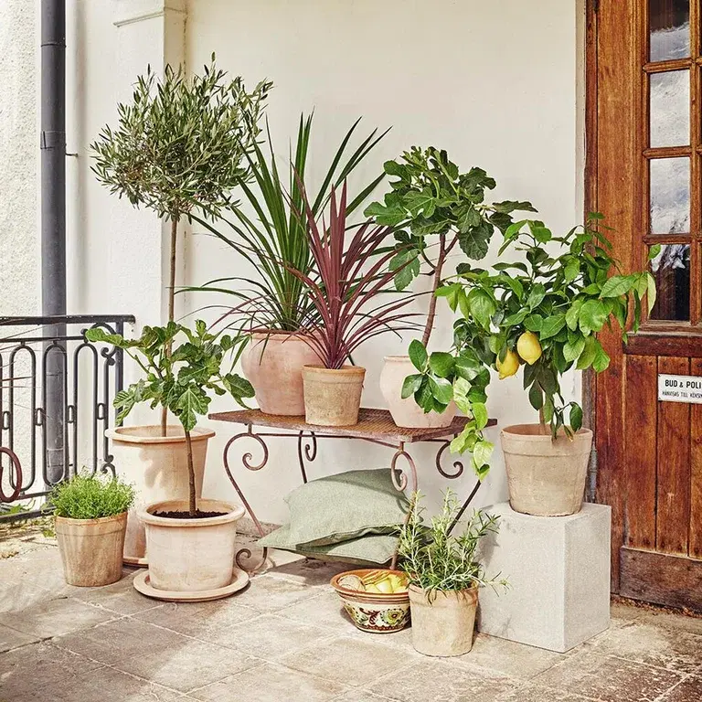 Mediterranean plants – planting and care