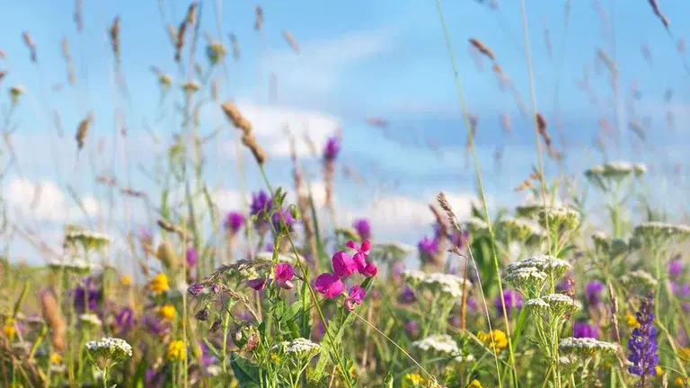 Sow a flower meadow