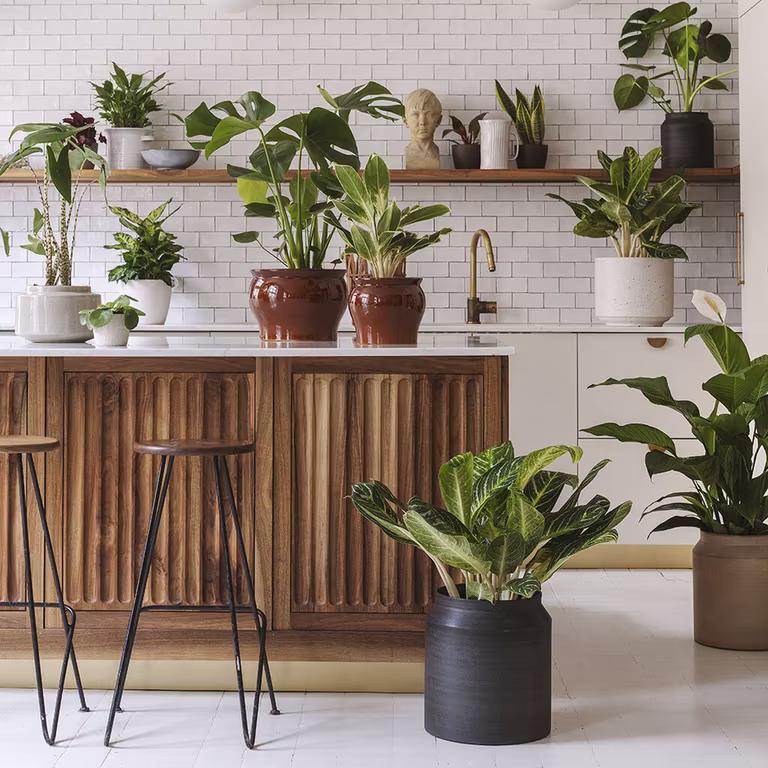 Enkle tips for stell av grønne inneplanter 
