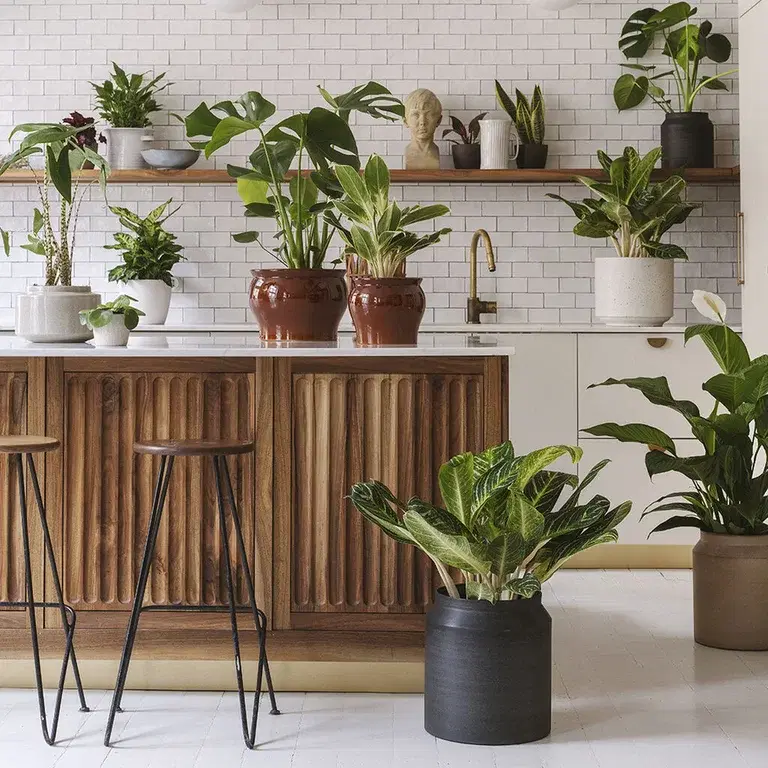 Simple tips for caring for green houseplants