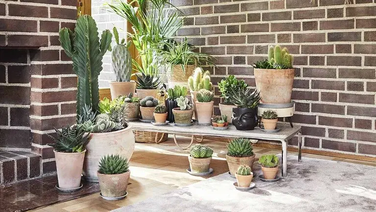 Drought-resistant plants, for those who don't want to water so often