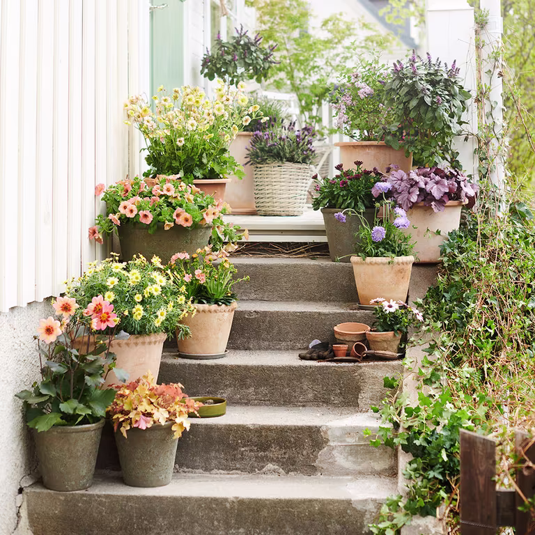Planting i potter 