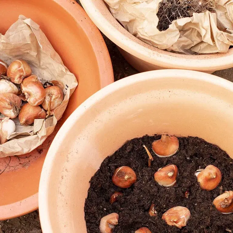 Plant flower bulbs in a bulb lasagna