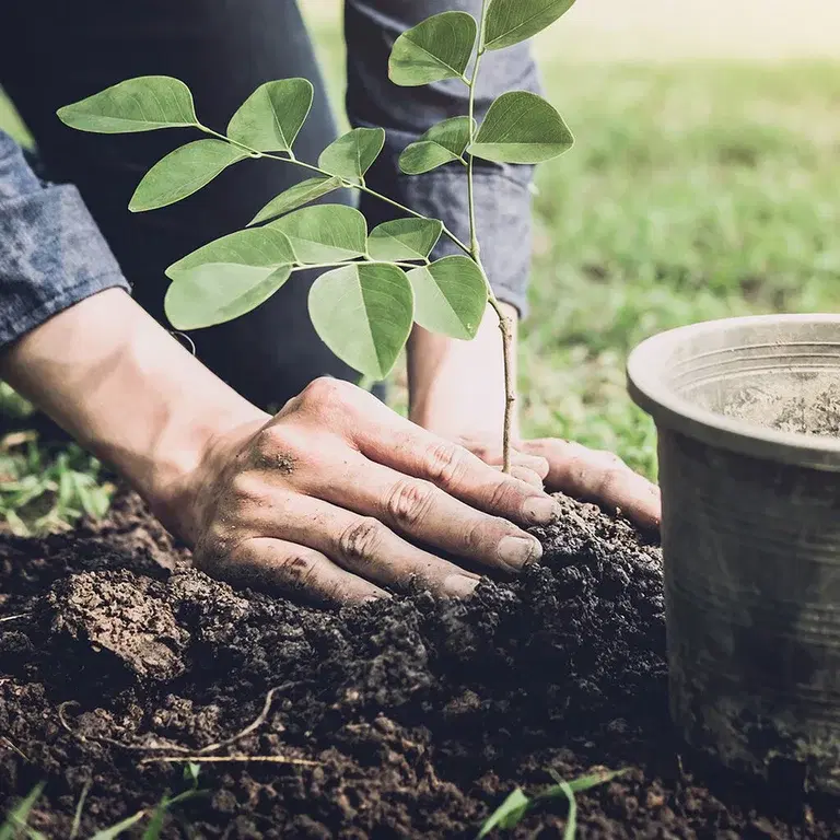 Soil and fertilizer for outdoor plants