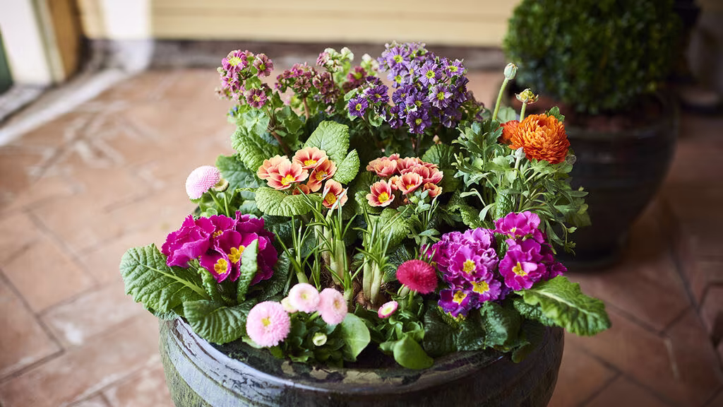 Start våren tidlig – sats på vårblomster som tåler frost 