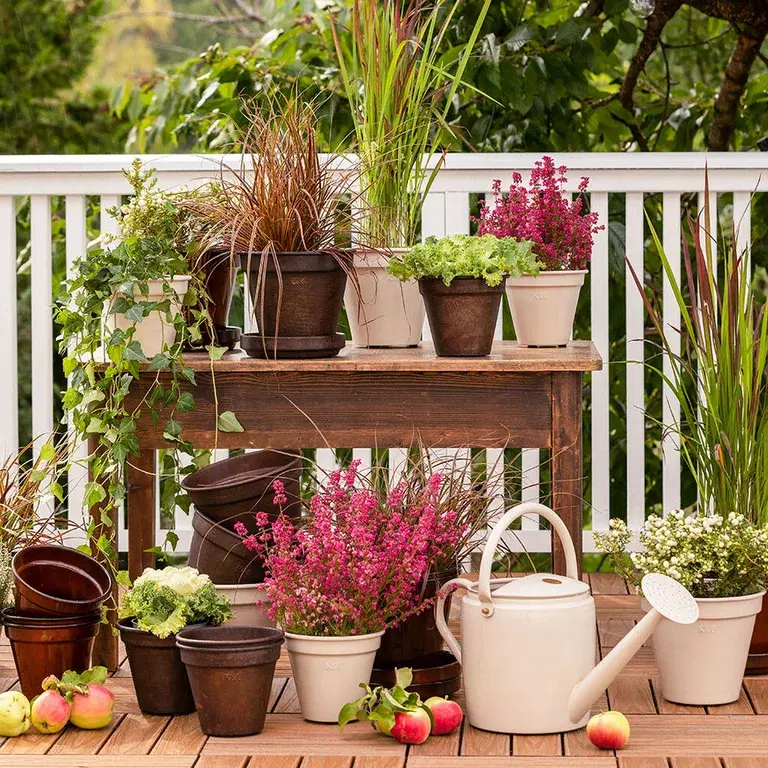 Top five fall plants that can withstand frost