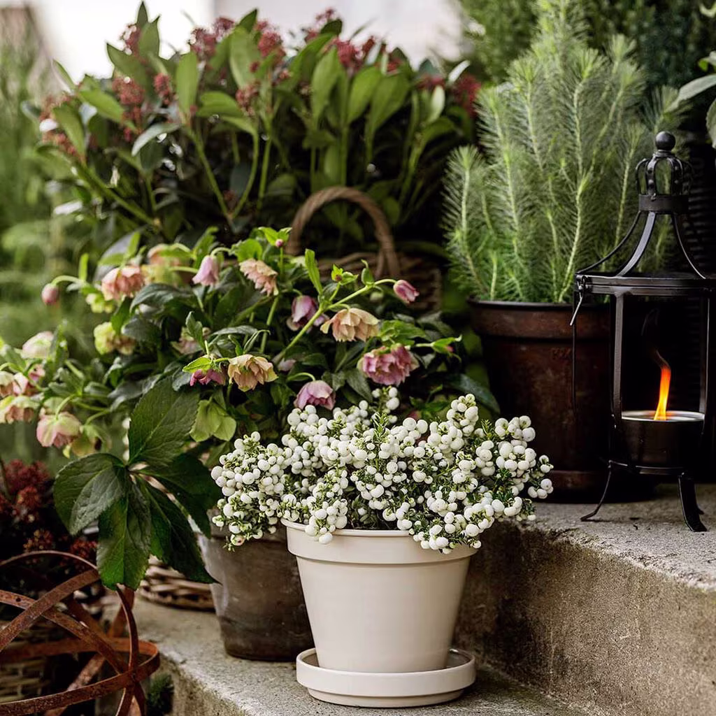 Skap vintermagi i hagen med planter som tåler frost 