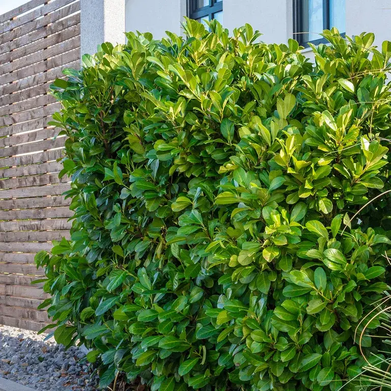 Laurel hedges – planting and care