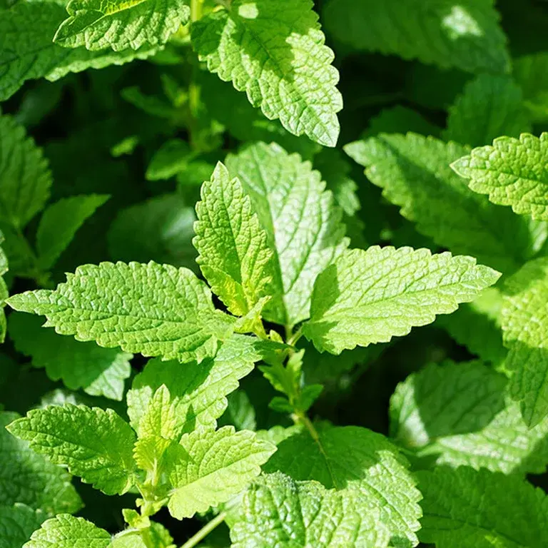 Mint – grow your own