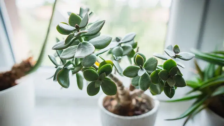 Jade plant (Crassula) – Facts and care tips