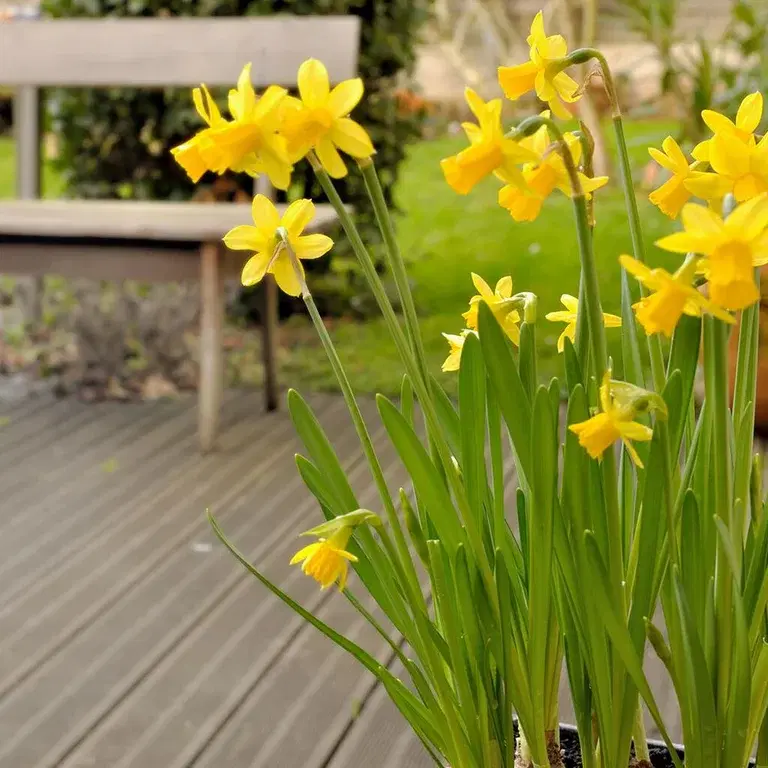 Daffodil – planting and care