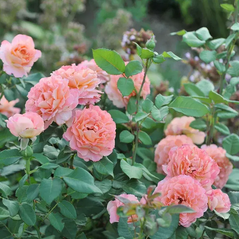 Roses in the garden – planting and care