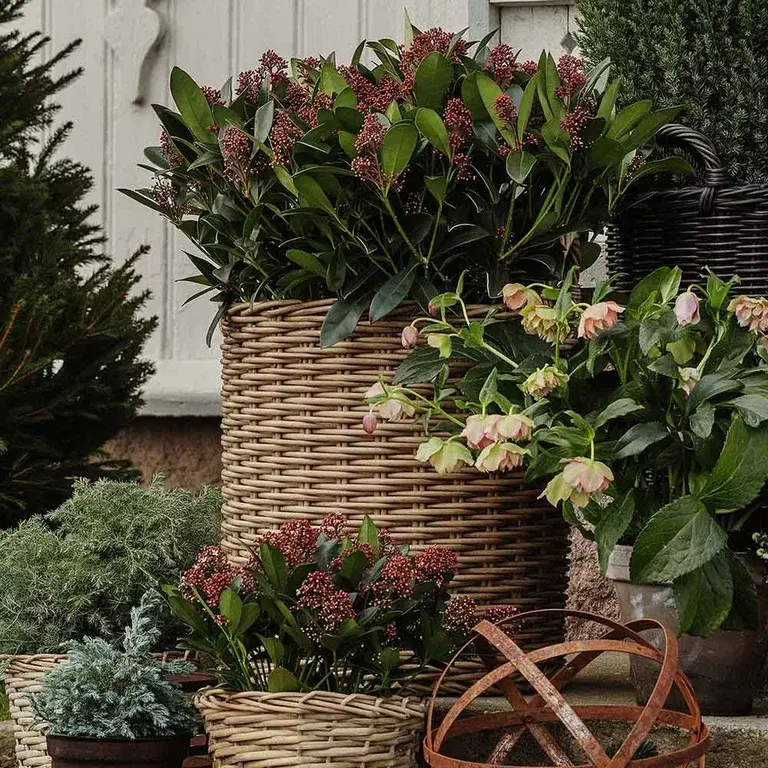 Skimmia – planting og stell