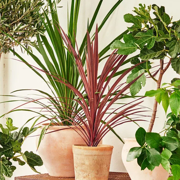 Cordyline (Austral dragon lily) – planting and care