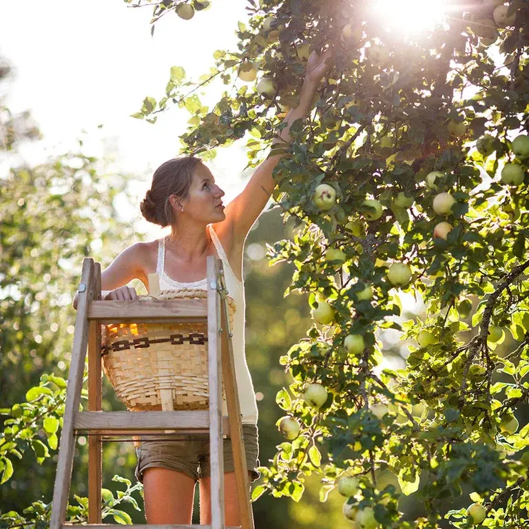 Apple tree – planting and care