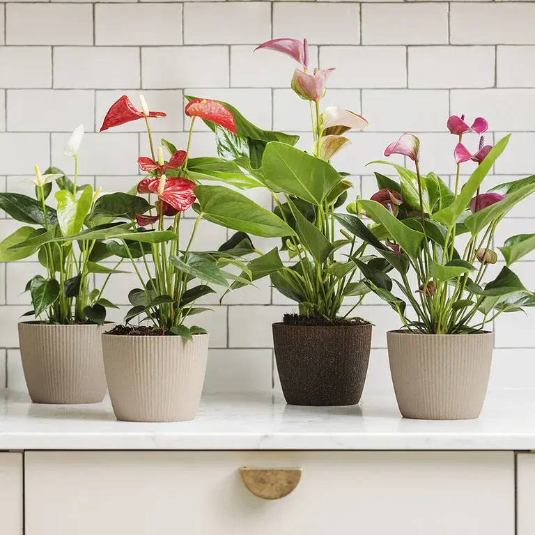 Flamingo flower – facts and care advice