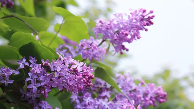 Lilac – planting and care