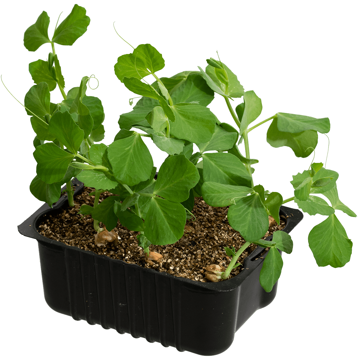 Vegetables and herbs