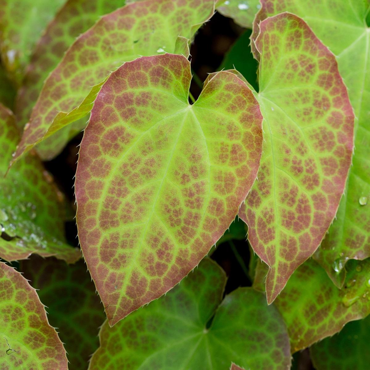 Decorative leaves