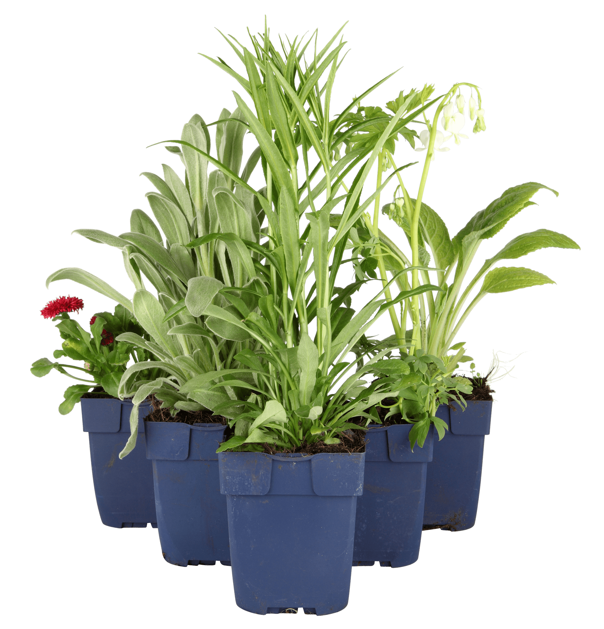 Perennials in depositable pots