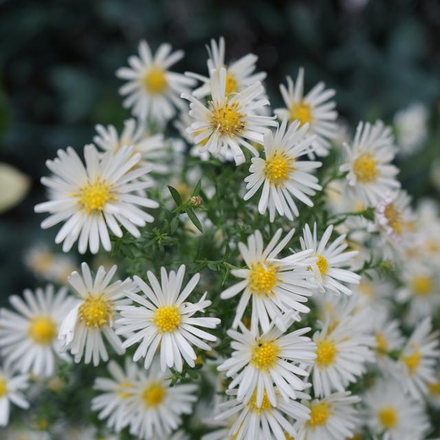 Flowering