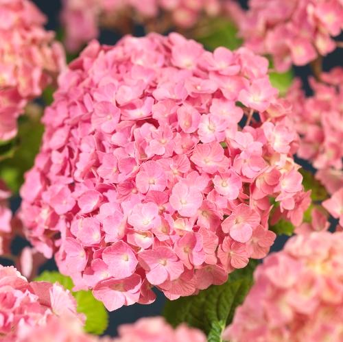Hydrangea