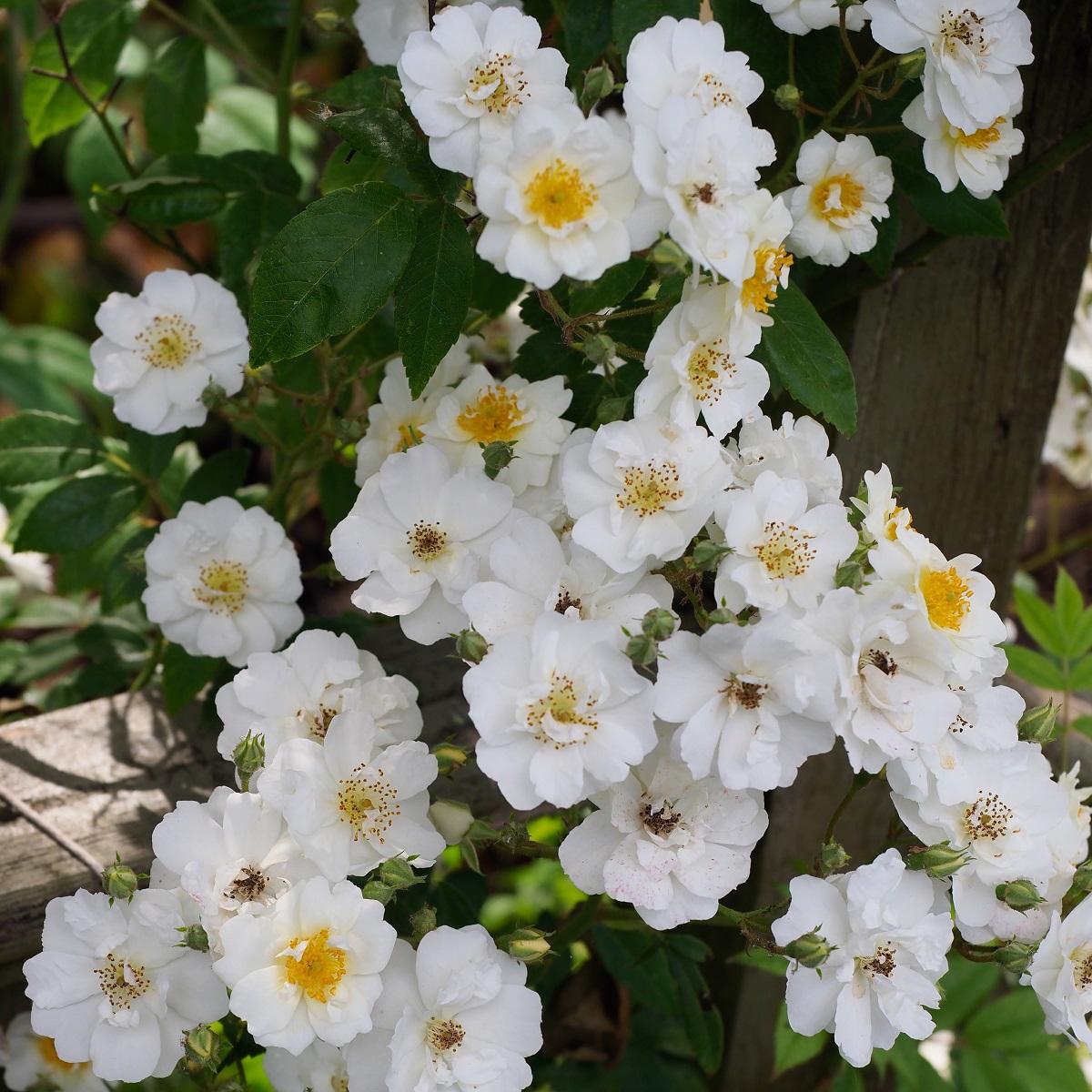 Climbing roses