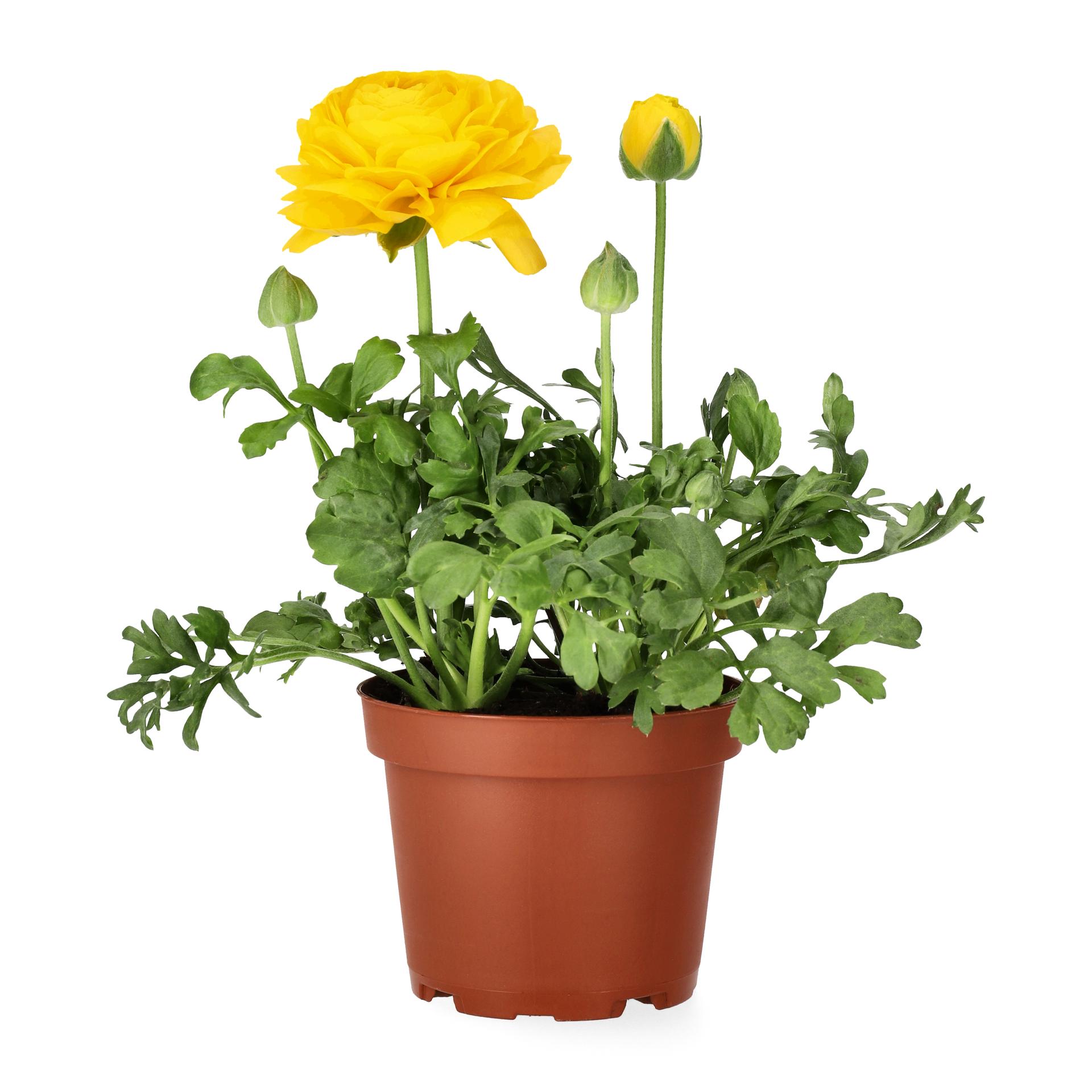 Other easter flowers