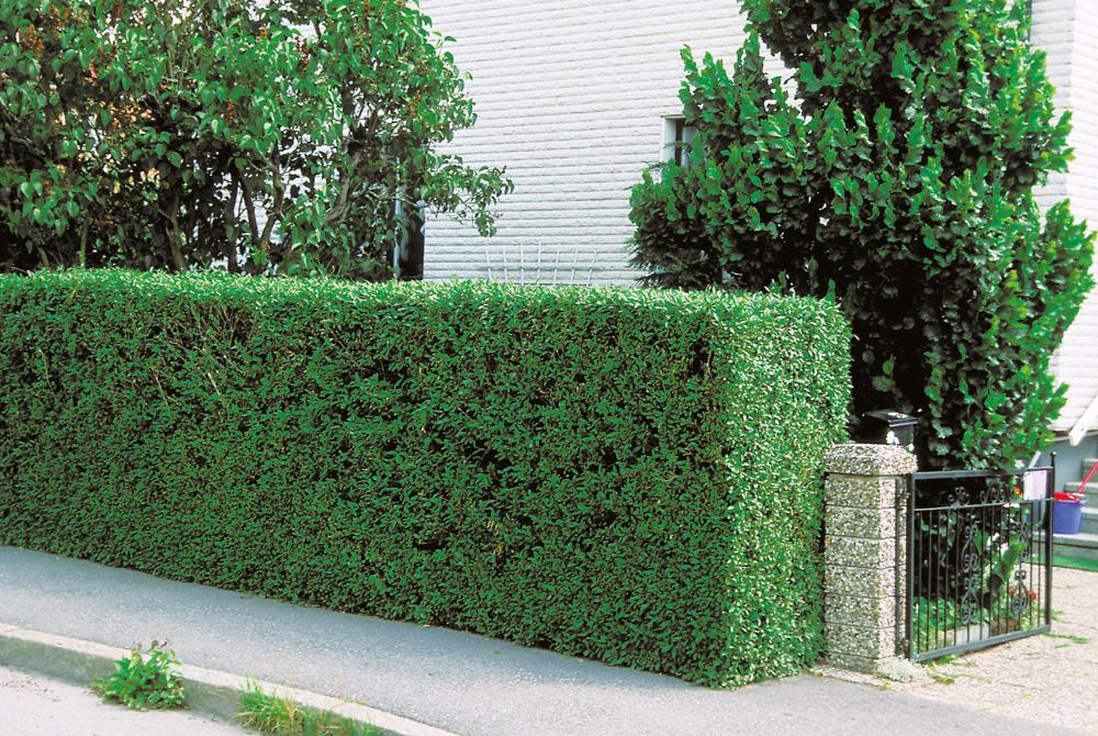 Hedge plants