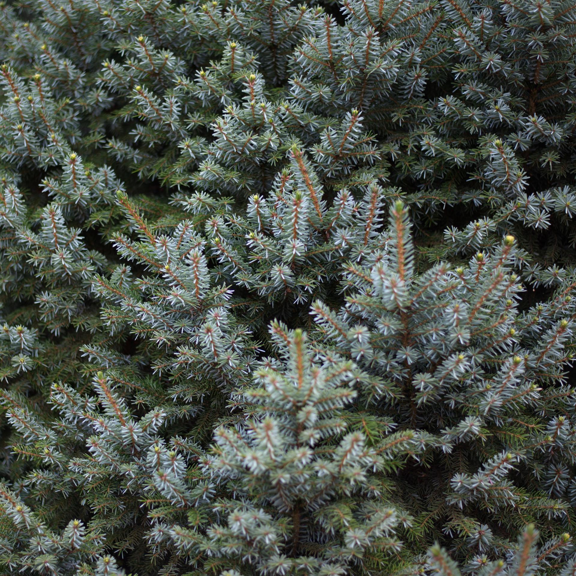 Other conifers