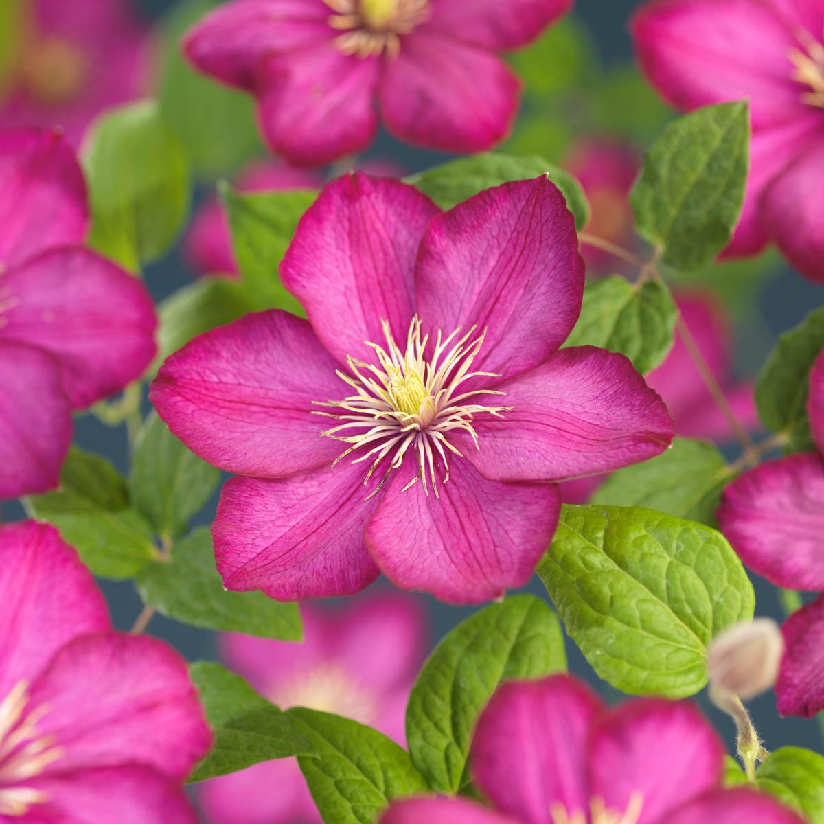 Clematis