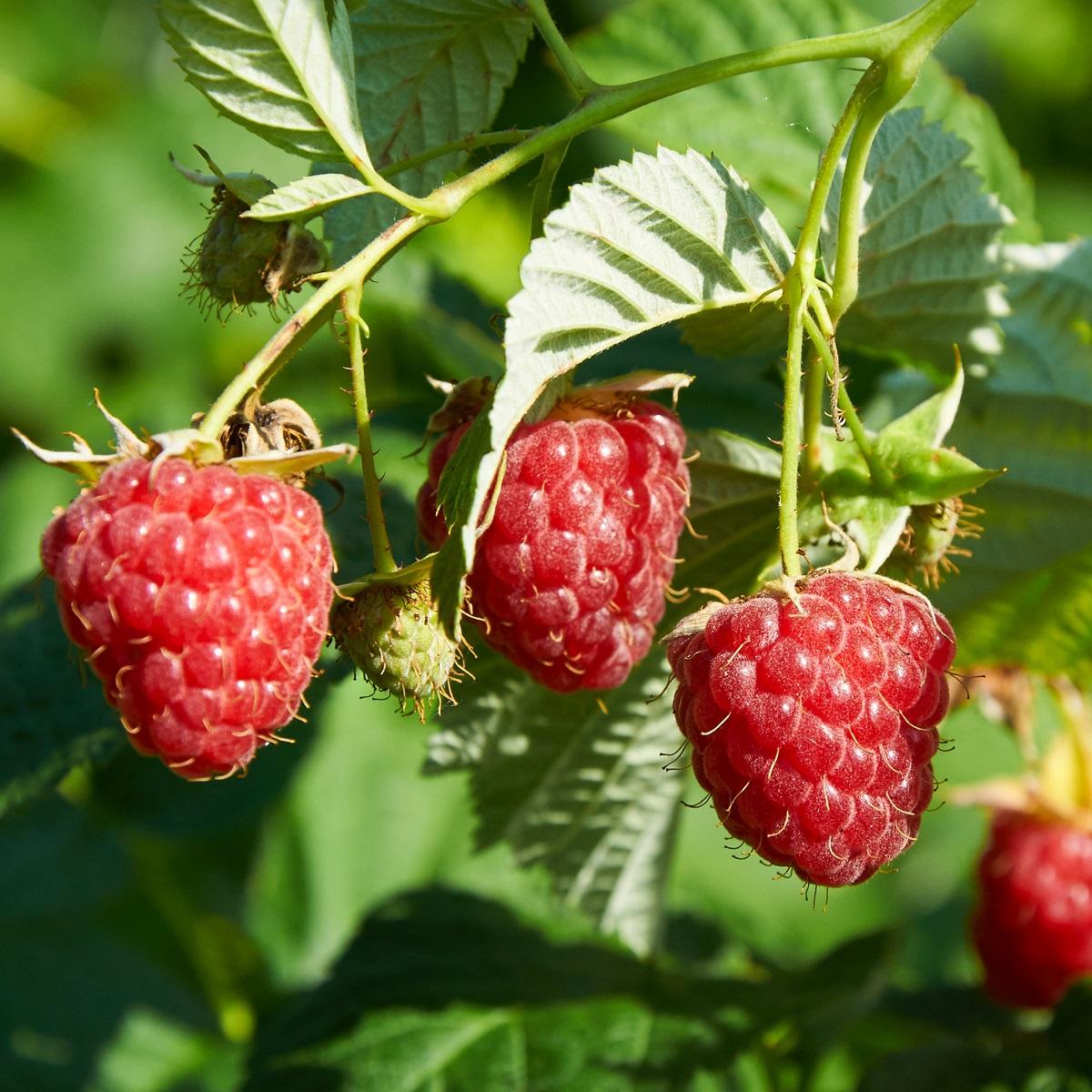 Raspberries