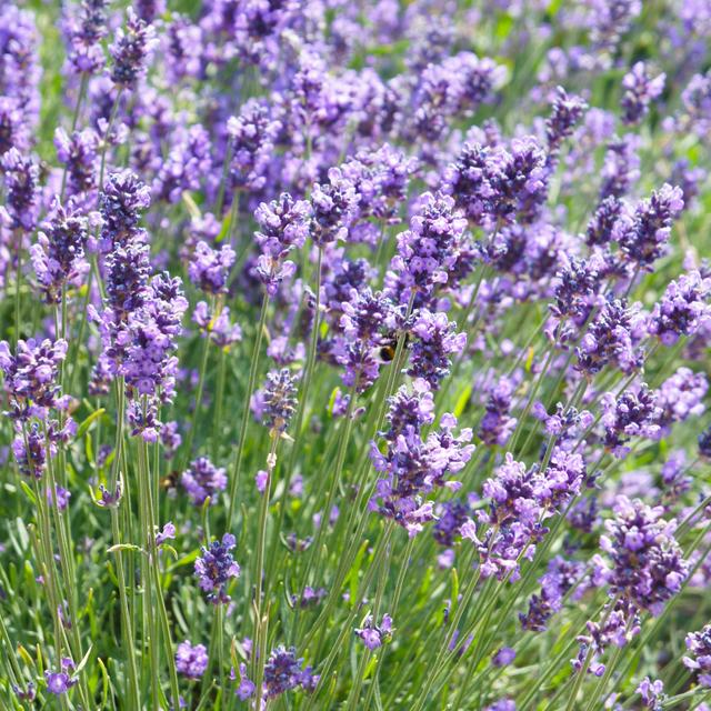 Lavender