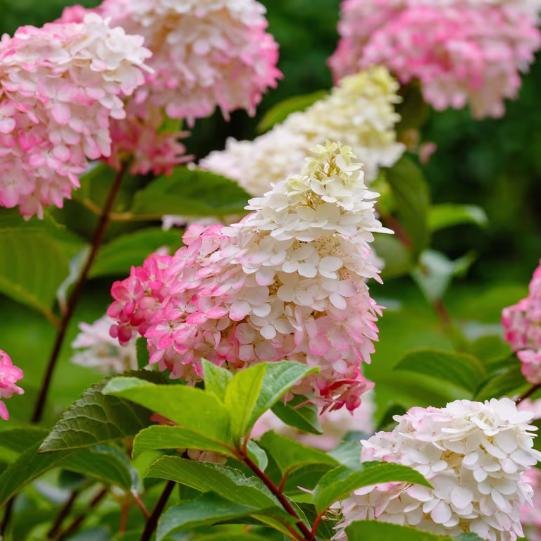 Syrinhortensia